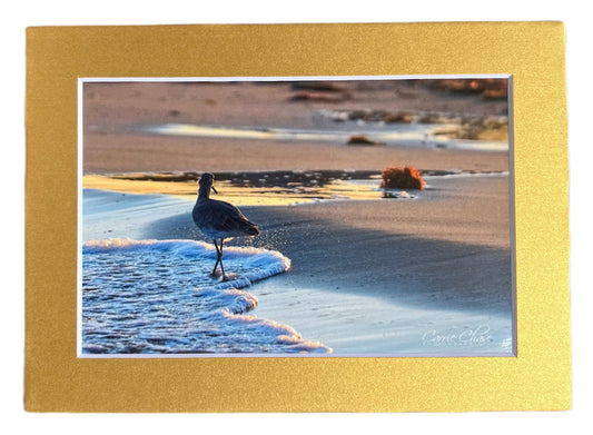 Willet Beach Walk Photograph