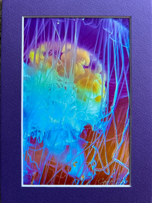 Rainbow Jelly Photograph