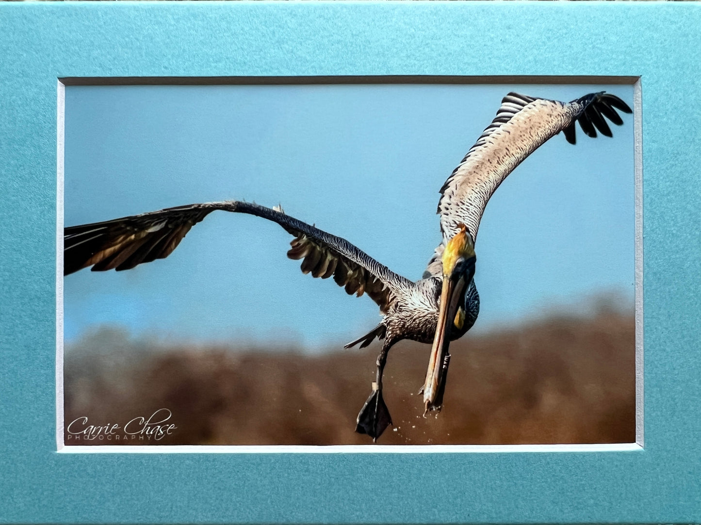 Coming in Hot Pelican Photograph